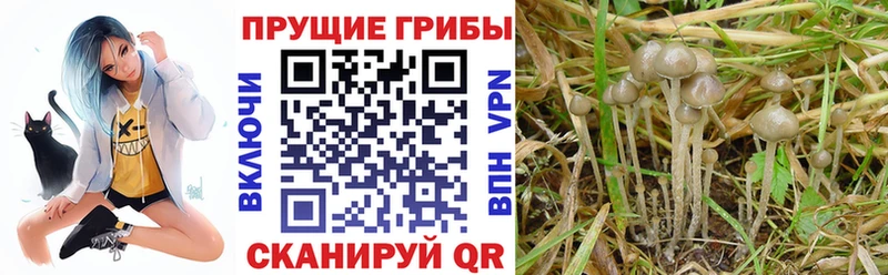 Галлюциногенные грибы ЛСД  Теберда 